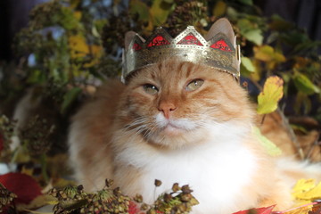 cat with crown on head 