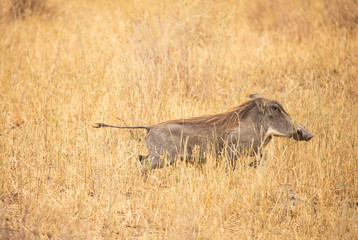 african wild boar (sus scrofa aligra) in a wilderness of Tanzania