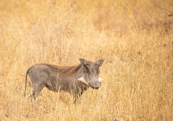 african wild boar (sus scrofa aligra) in a wilderness of Tanzania