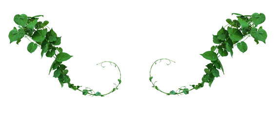 Vine with green leaves, heart shaped, twisted separately on a white background - obrazy, fototapety, plakaty