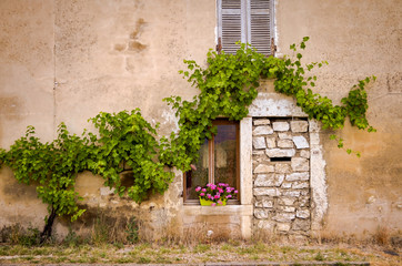 bricked door grown with wild grape plant - 296727748