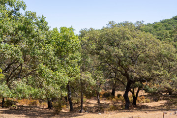 Fototapeta premium Grove with cork oaks, primary source of cork for wine bottle stoppers and other uses