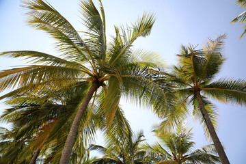 Palme von unten