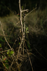 Landschaften Ozean Meer Wald 