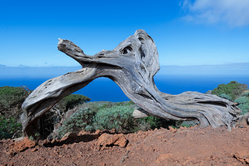 Stamm eines abgestorbenen Sabina Wacholderbaums auf der Insel El Hierro, Kanarische Inseln