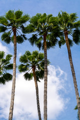 Tall green palm trees and blue sky