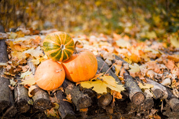  pumpkin composition for halloween, on autumn forest background