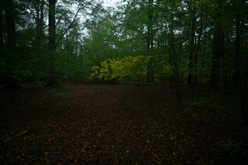 Landschaften Ozean Meer Wald 