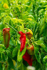 Red sweet turkish paprika vegetable growing on fields