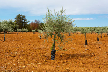 Young olive trees growing on plantations in Andalusia near Cordoba, Spain