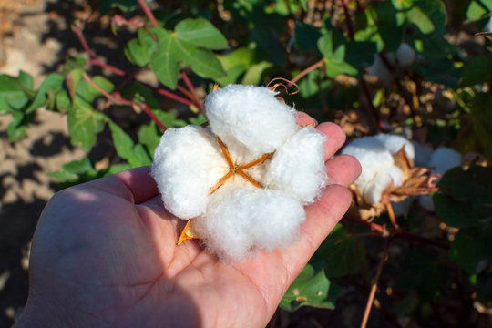 Plantations of organic fiber cotton plans with white buds ready for harvest