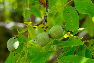 Green unripe walnuts on tree in garden
