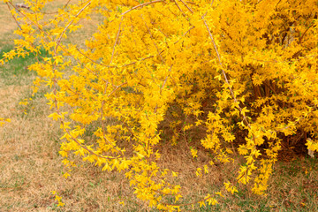 Forsythia flower in a garden