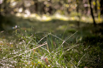 wet grass in forest covered with water drops - 296729333