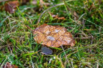 Fallen leaf in morning dew