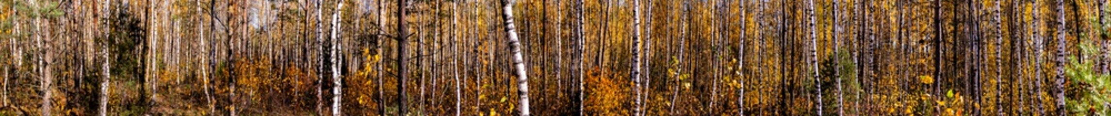 Very long Beautiful panorama of the autumn birch forest. Sunny day in a birch forest, long shadows...