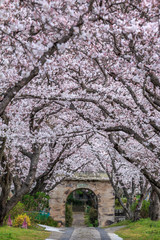桜のアーチ　春イメージ