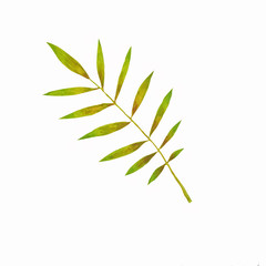 Watercolor rowan leaf isolated on white background