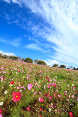 コスモス畑　秋イメージ