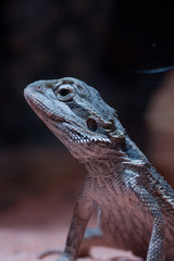 Iguana