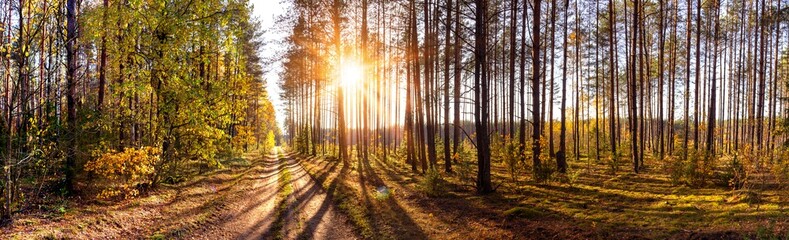 Beautiful panorama of autumn forest. Sunny day in forest, long shadows of trees. Panorama of autumn forest landscape on a warm sunny day © weris7554