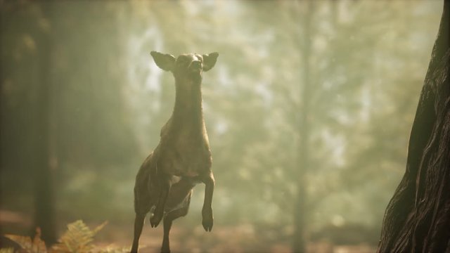 extreme slow motion deer jump in pine forest. 960 FPS