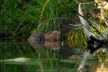 animals and wildlife