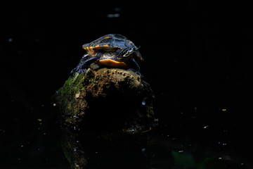 animals and wildlife
