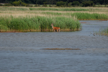 animals and wildlife