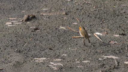 Pettirosso posato sulla canna della palude, in primo piano
