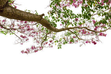 Pink trumpet tree or Tabebuia rosea isolated on white background
