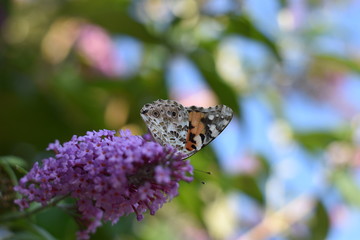 Sommerflieder mit Schmetterling