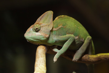 Iguana