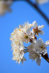 桜の花　春イメージ