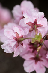 桜の花　春イメージ