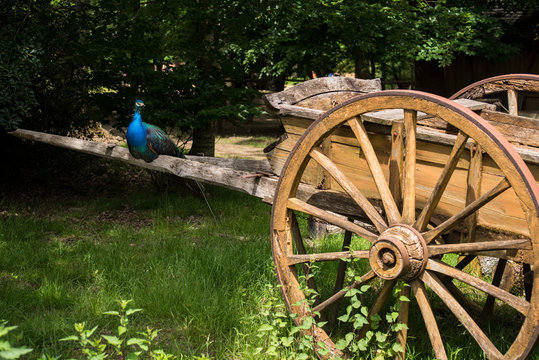 un paon posé sur un chariot en bois