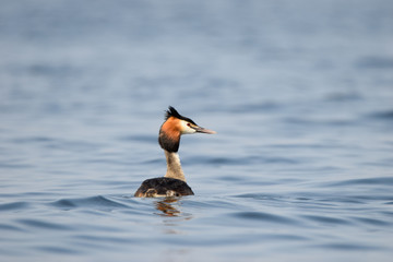 animals and wildlife