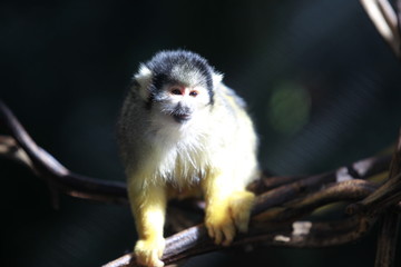 Totenkopfaffe auf einem Ast