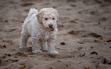 Poodle Puppy, Miniature Apricot Poodle Puppy Holds Leaf in its Mouth