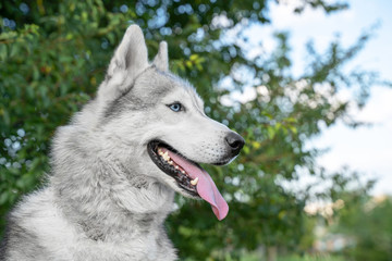 portrait of a cute siberian husky smile and  happy in summer sunny day for a walk in the summer park