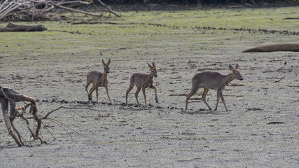 Caprioli che attraversano la palude