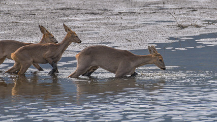 Caprioli che attraversano un fiume
