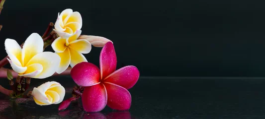 Poster Panorama of plumeria flowers fresh for banner or cards background. Spring landscape of pink and white Plumeria flower. Bright colorful spring flowers © chiew