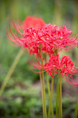 彼岸花　秋イメージ