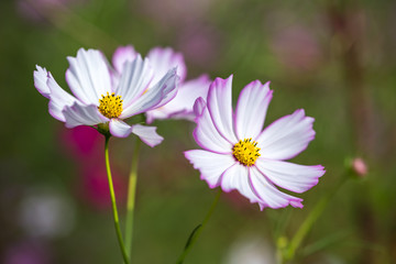 コスモスの花　秋イメージ