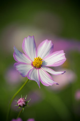 Obraz premium コスモス畑 秋イメージ