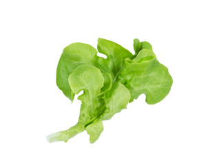 Green oak lettuce leaf on white background