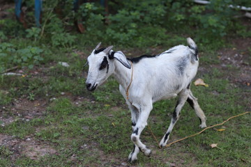 Obraz na płótnie Canvas Goat eating leaves