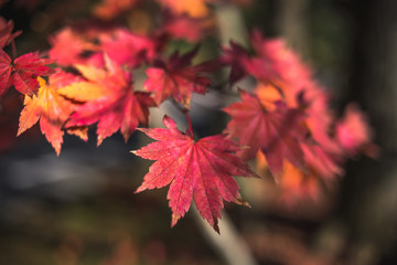 紅葉　秋イメージ