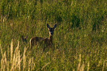 animals and wildlife